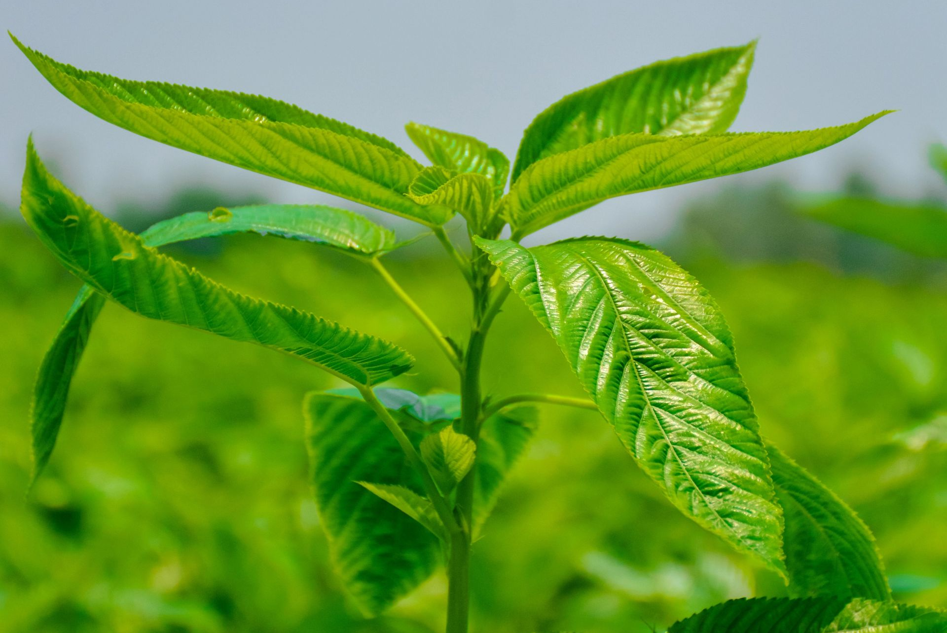 Copyright: Jute-Tee/Intertrop