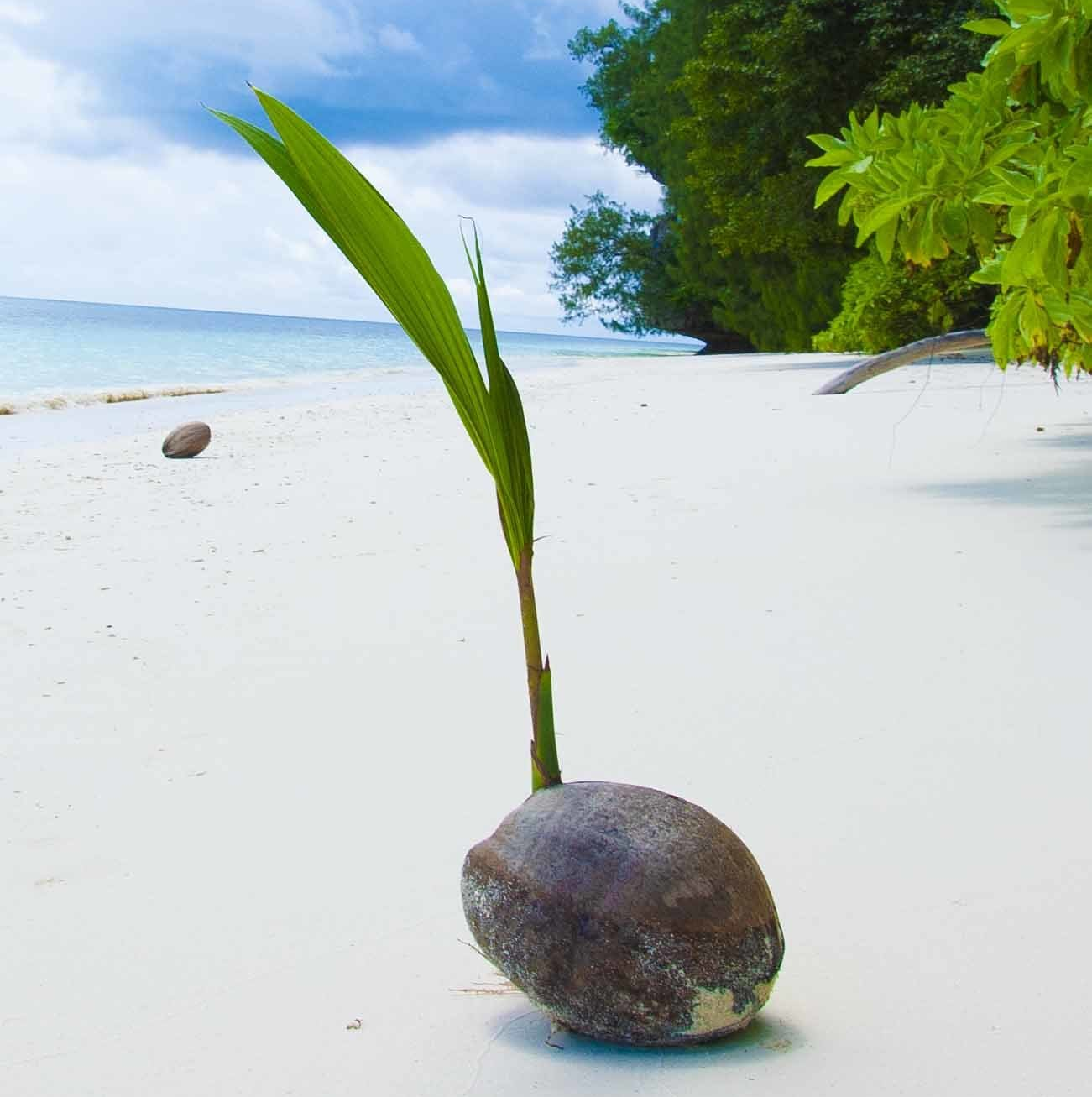 Copyright: Ralph Schill Naturentdecker Kokospalme