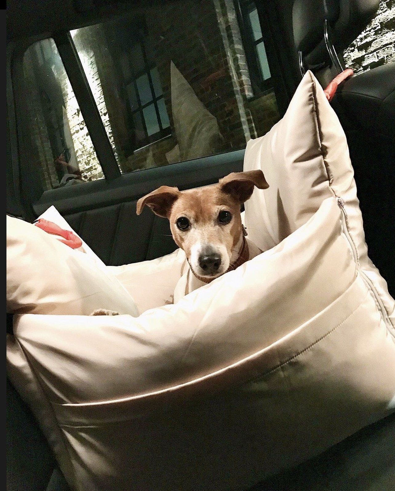 Pet Taxi London friendly Dog