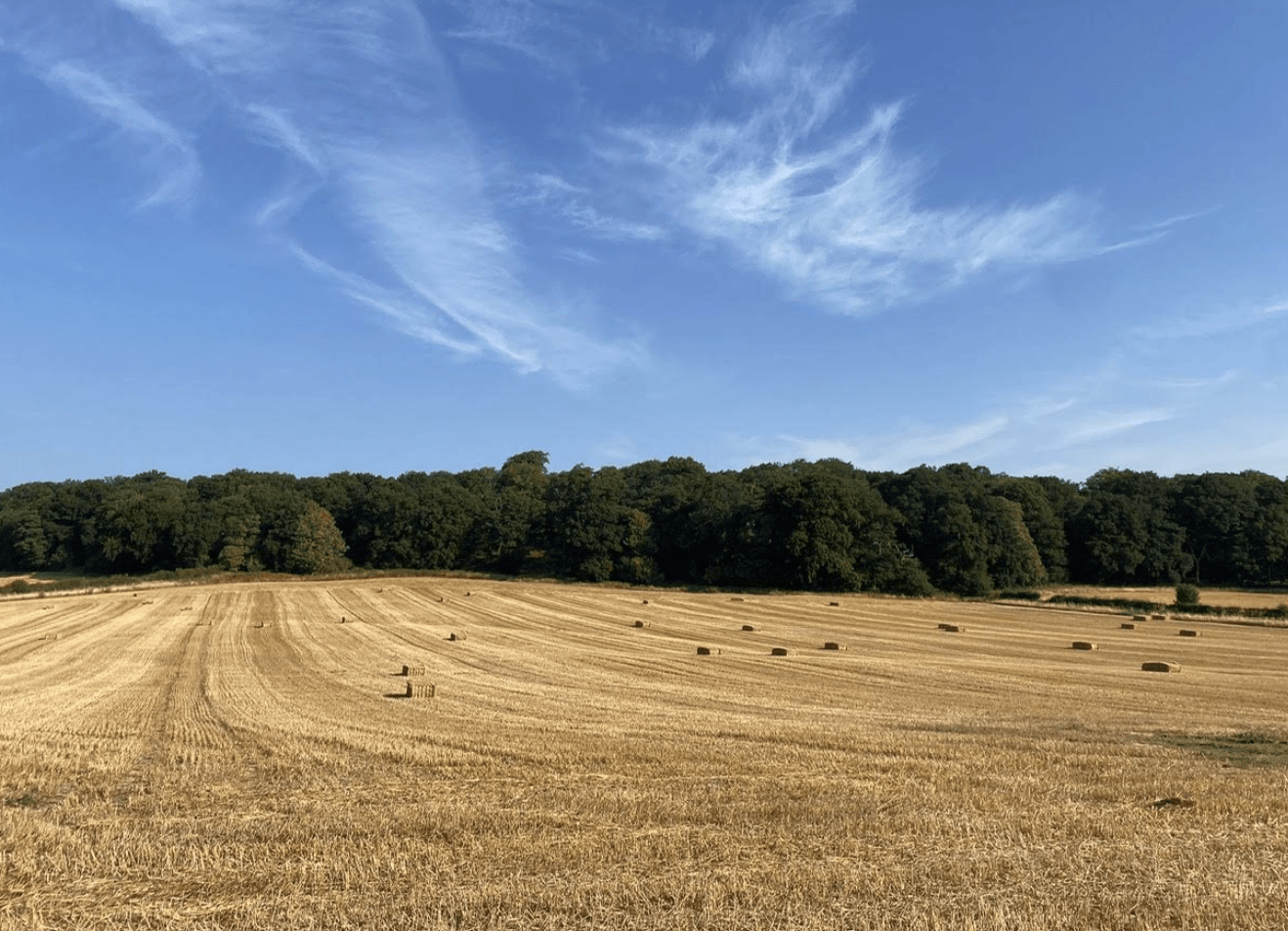 A harvested corn field is set against green trees and a clear blue sky