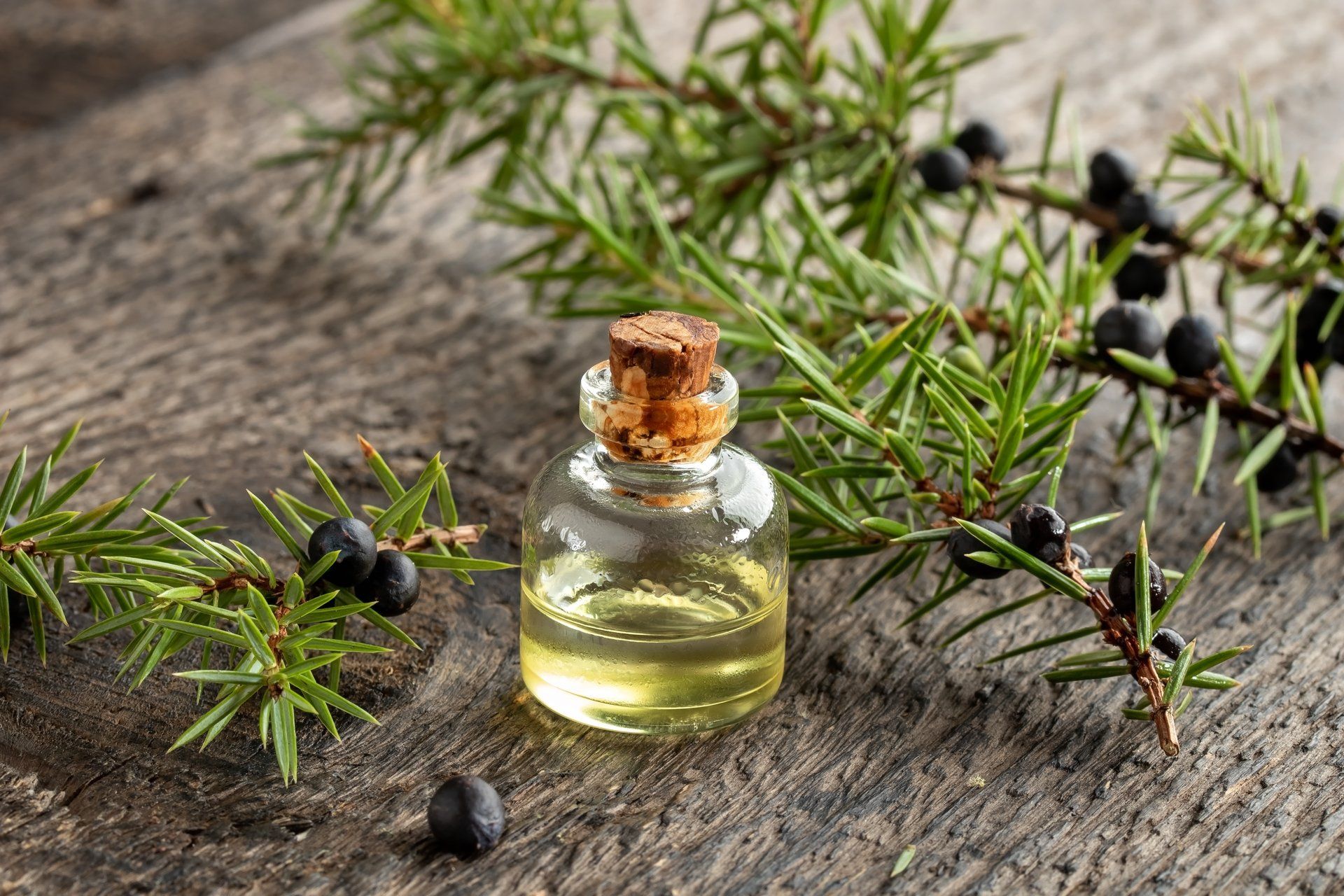essential oils and juniper berries