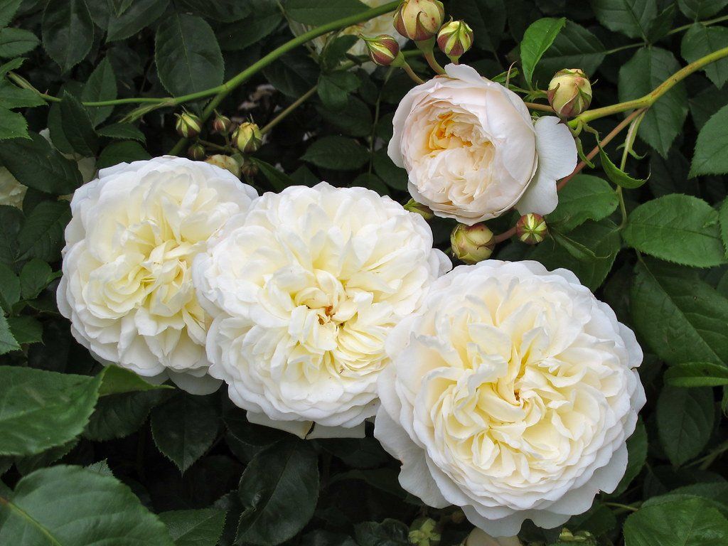 Rosa Tranquillity from David Austin Roses