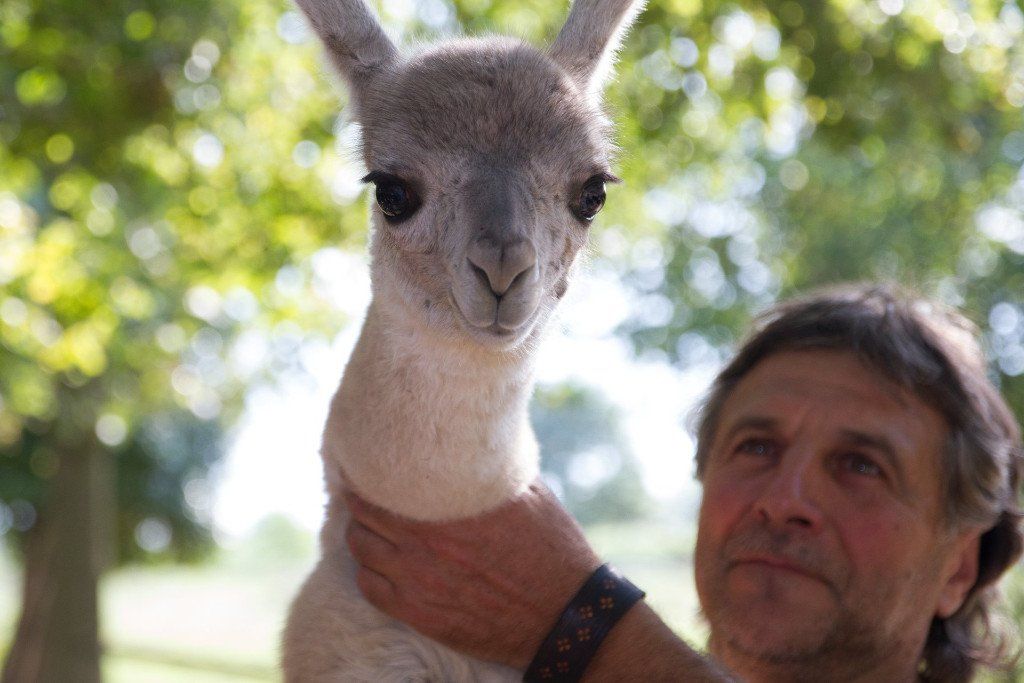 Lama