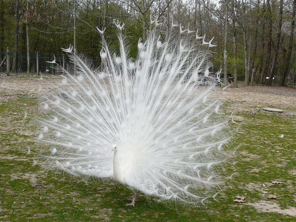 Paon blanc