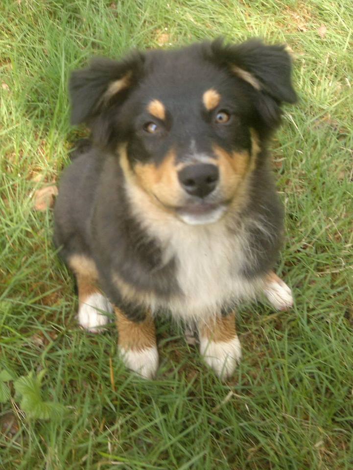 Australian Shepherd Fascination ID TomTom Australian Shepherd Fascination ID TomTom Deckrüde