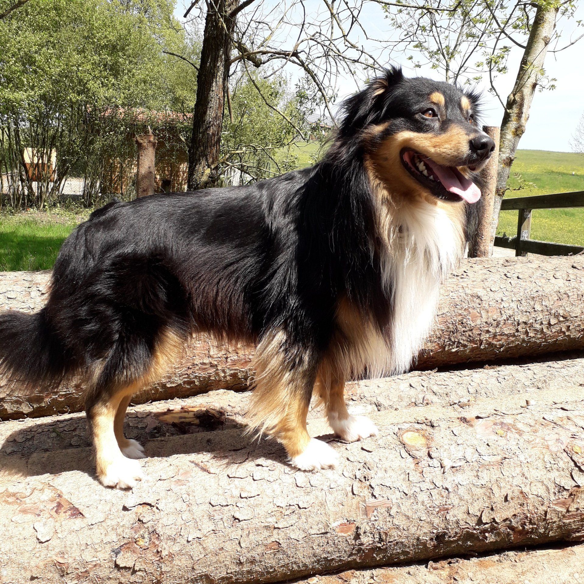 Australian Shepherd Fascination ID TomTom Australian Shepherd Fascination ID TomTom, Deckrüde black tri, red factored, ASCA
