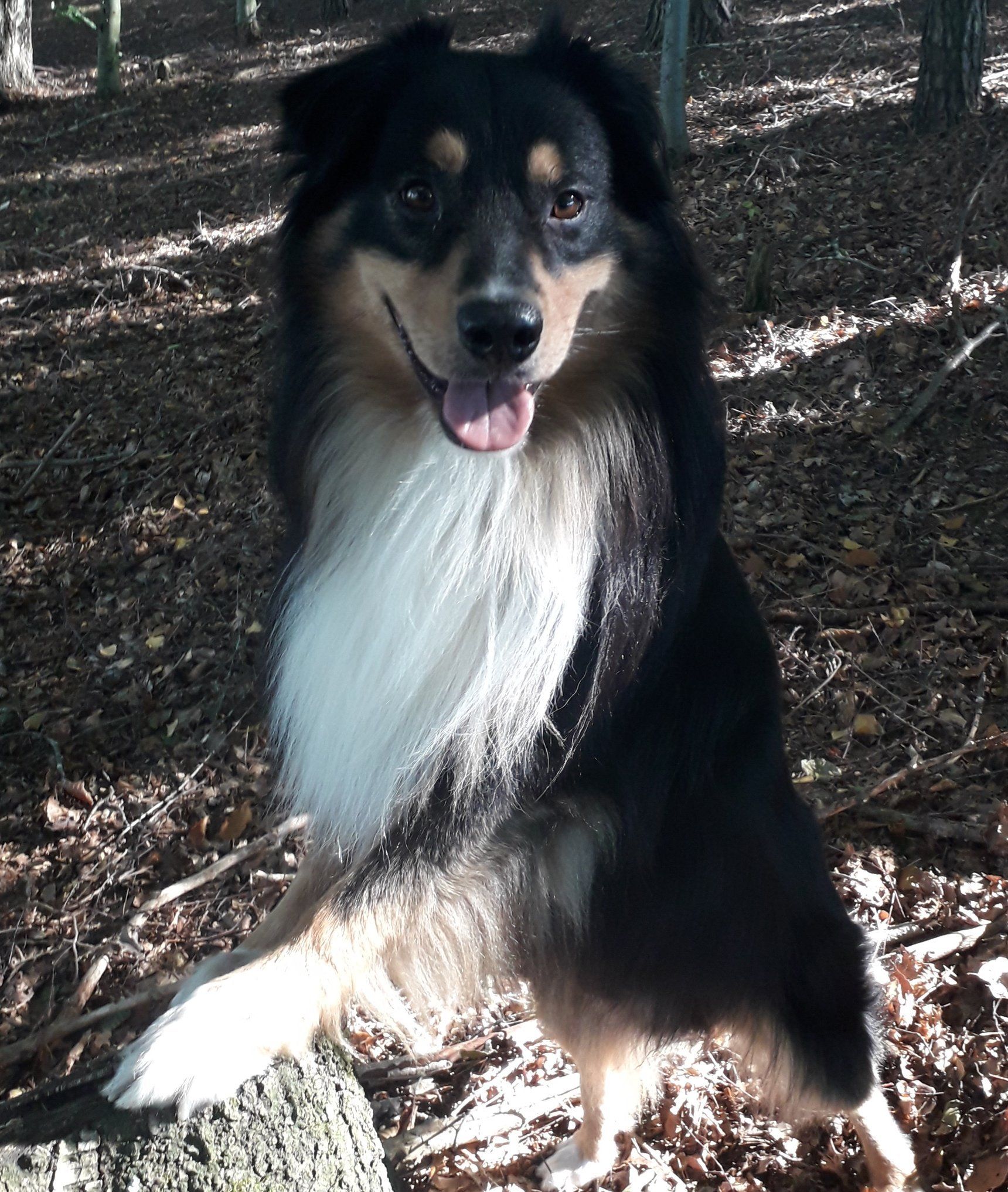 Australian Shepherd Fascination ID TomTom Australian Shepherd, Fascination ID TomTom, black tri, red factored, non merle, ASCA