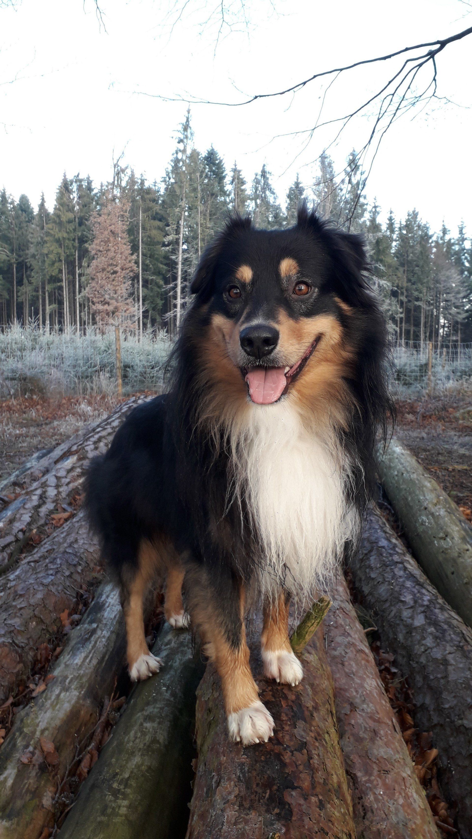 Fascination ID TomTom - Deckrüde black tri