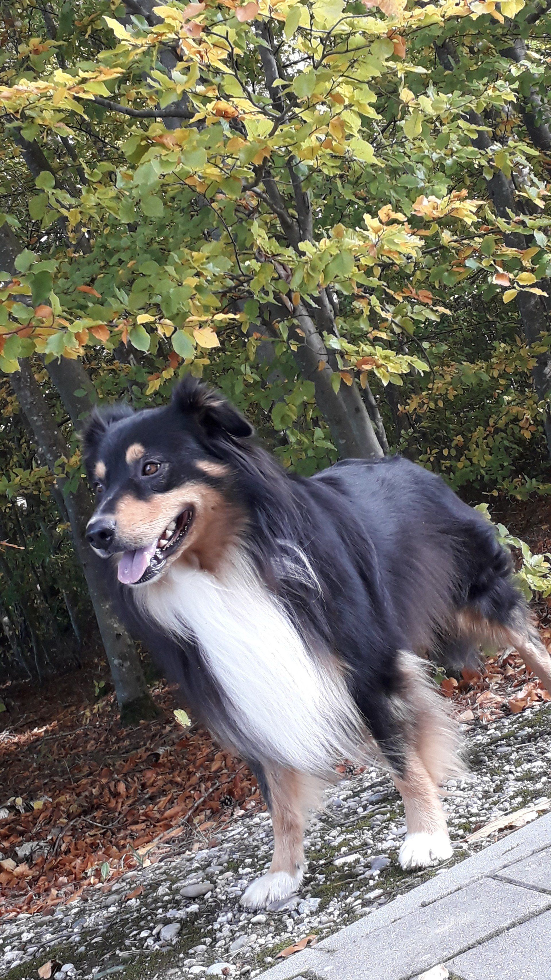 Australian Shepherd Fascination ID TomTom Australian Shepherd Fascination ID TomTom Deckrüde black tri non merle