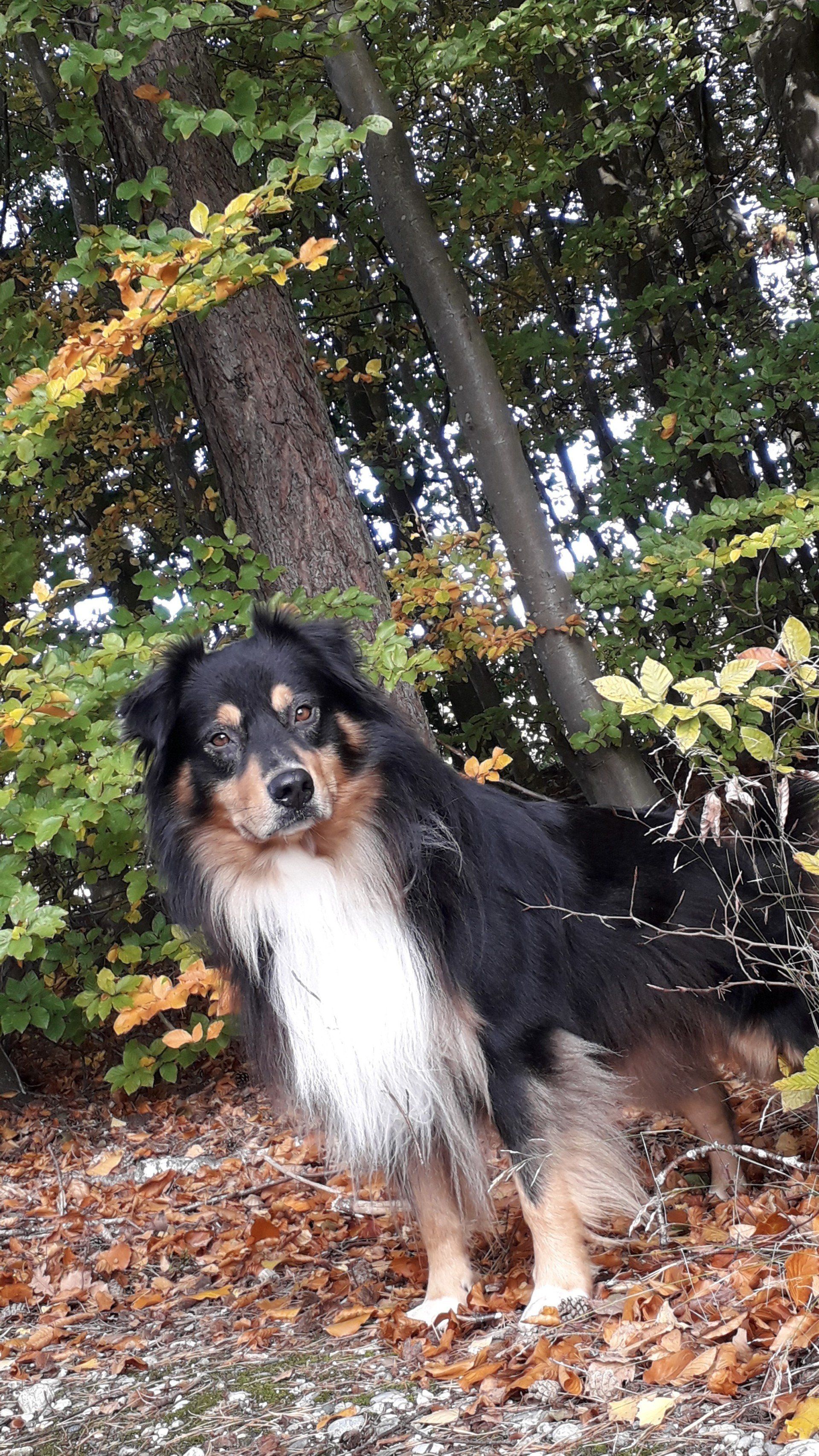 Australian Shepherd Fascination ID TomTom Australian Shepherd Fascination ID TomTom Deckrüde  black tri non merle