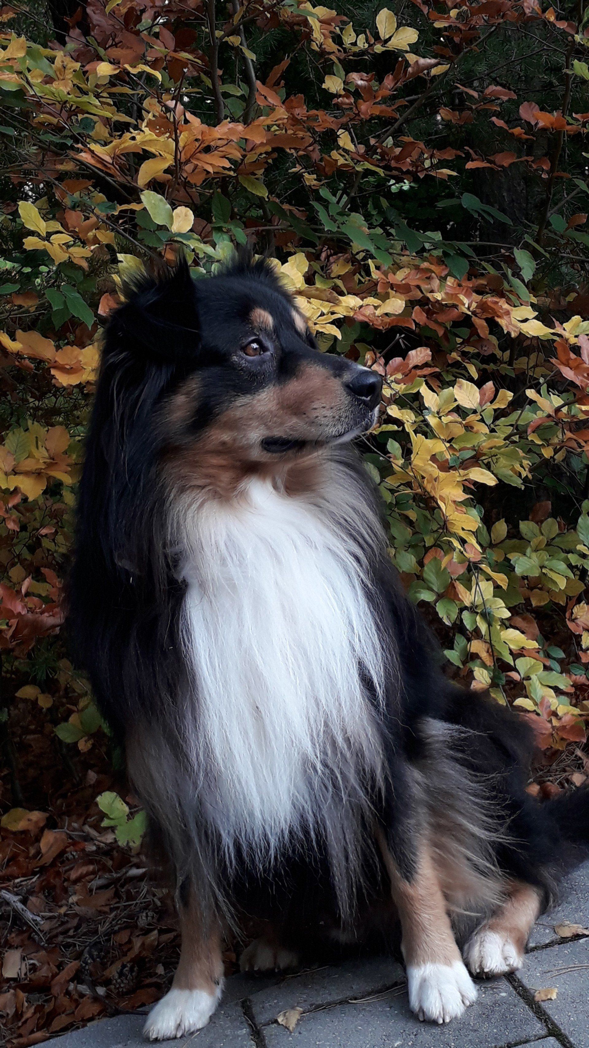 Australian Shepherd Fascination ID TomTom Australian Shepherd Fascination ID TomTom black tri , red factored, non merle