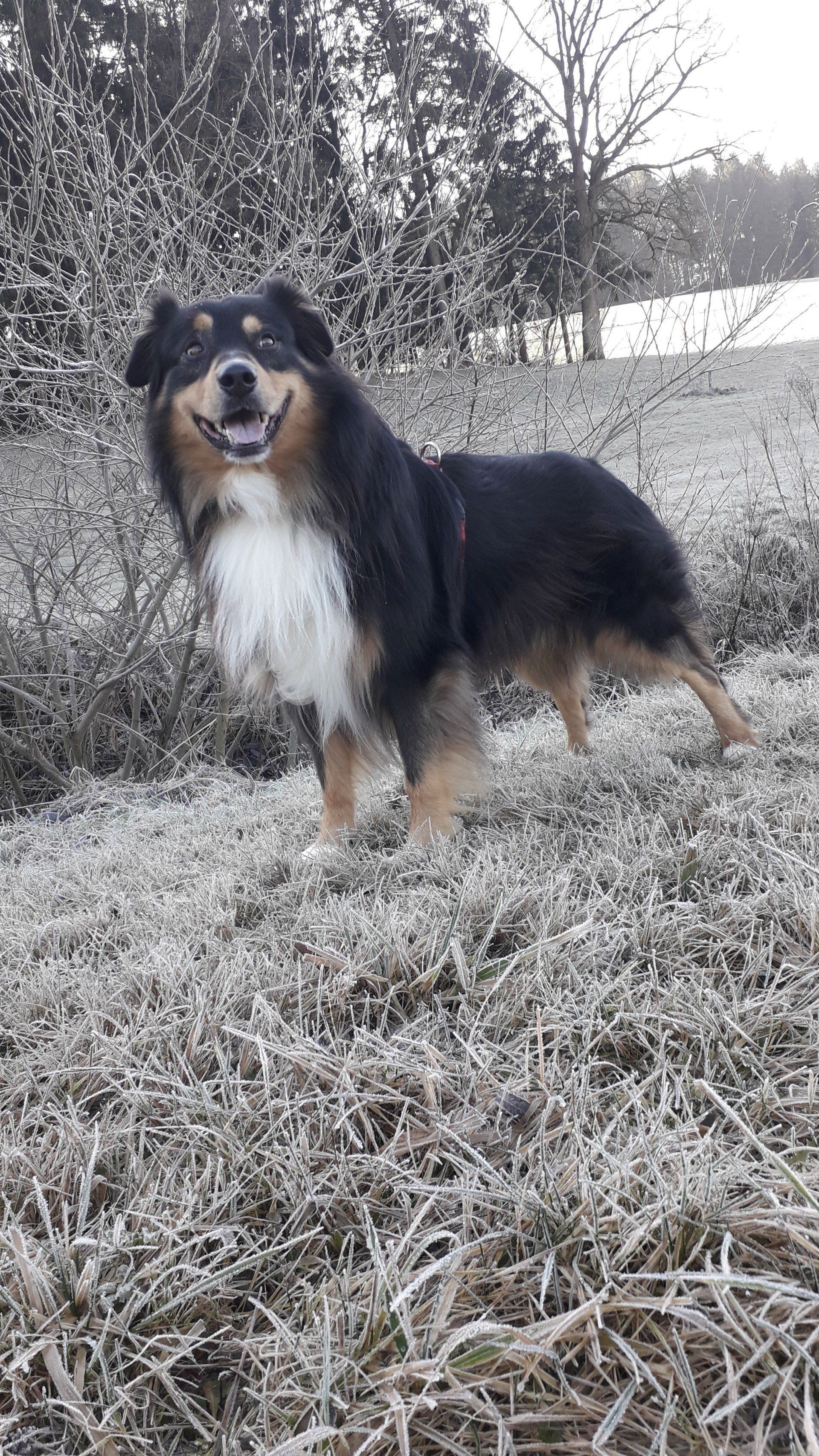 Australian Shepherd Fascination ID TomTom Australian Shepherd, Fascination ID TomTom