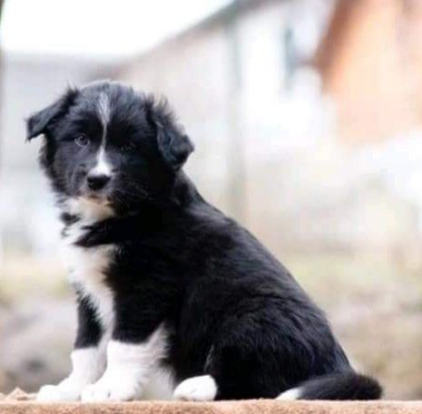 Unique Inspiration CASA de Filler Isi Unique Soul