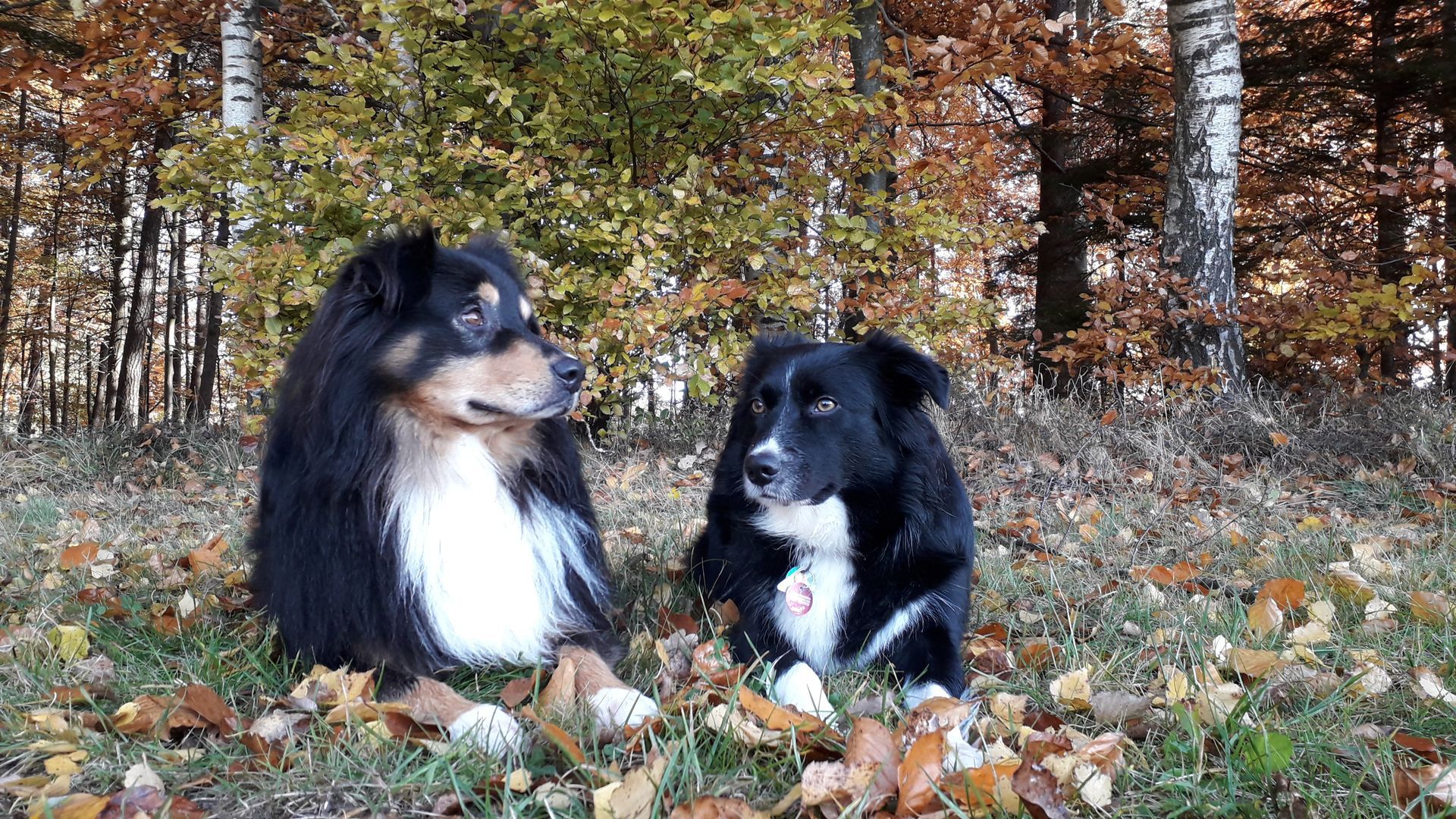 Australian Shepherd, Unique Inspiration, Fascination ID TomTom und CDF Isi Unique Soul Bonnie