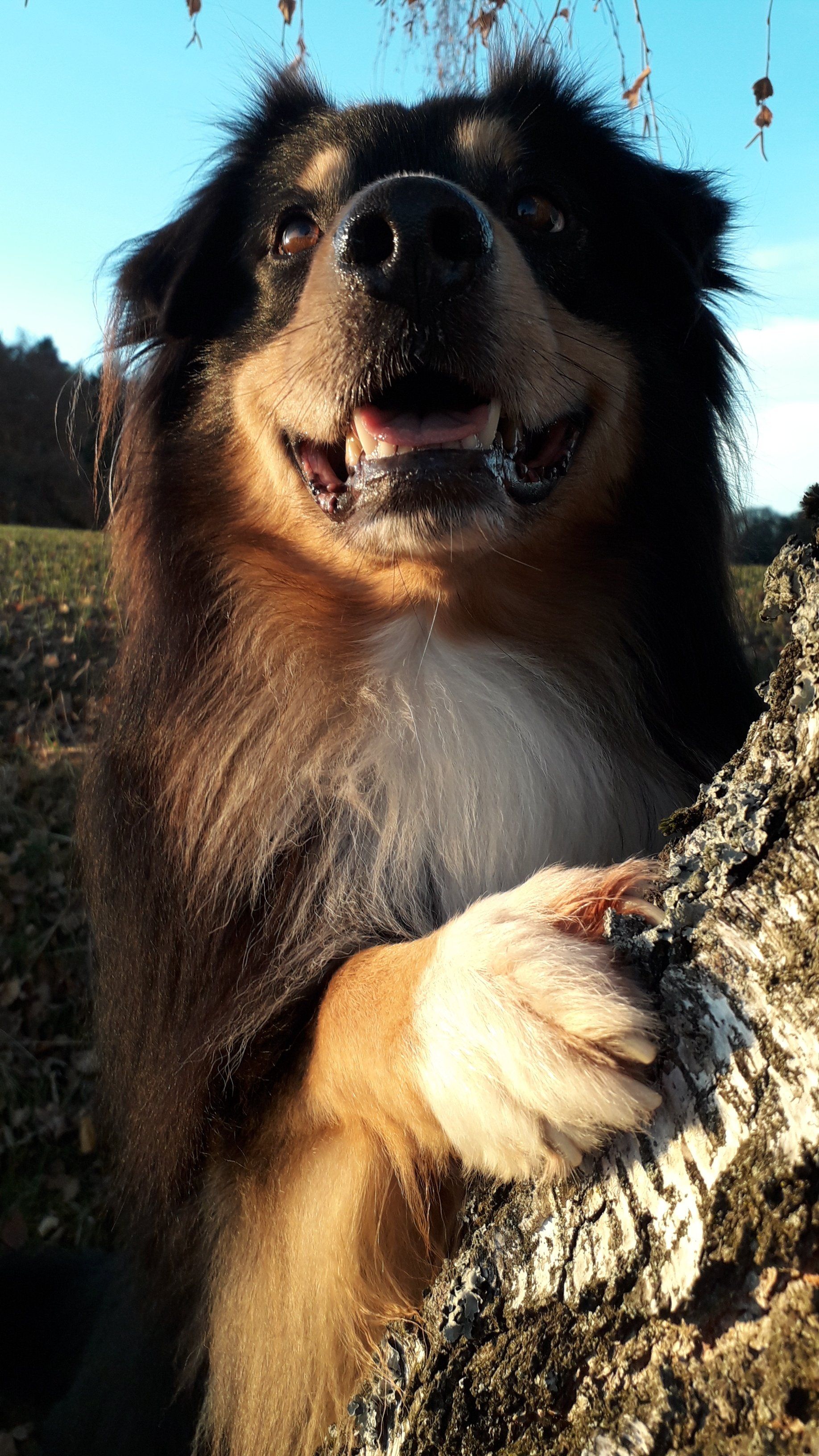 Fascination ID TomTom