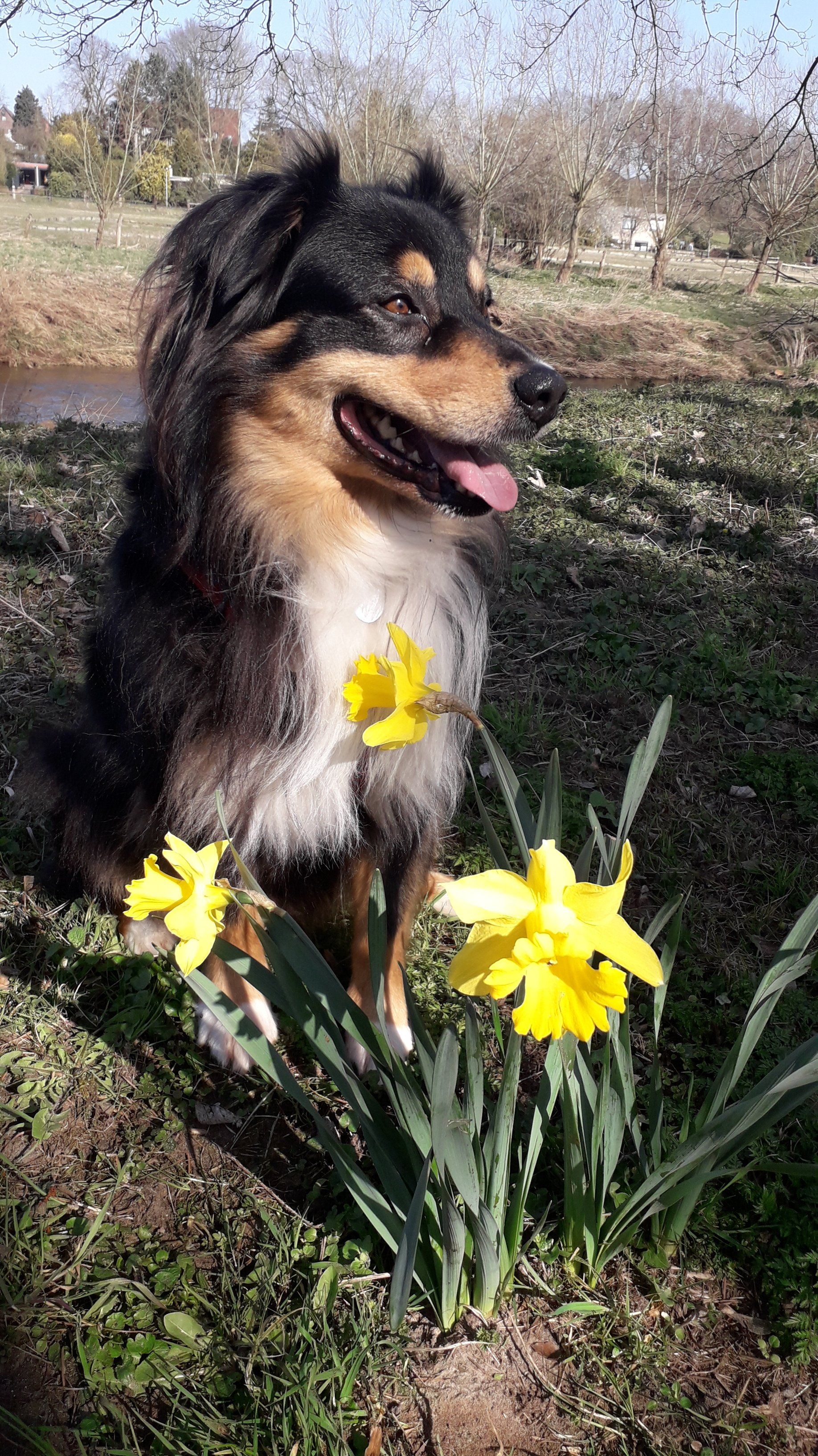 Deckrüde Fascination ID TomTom