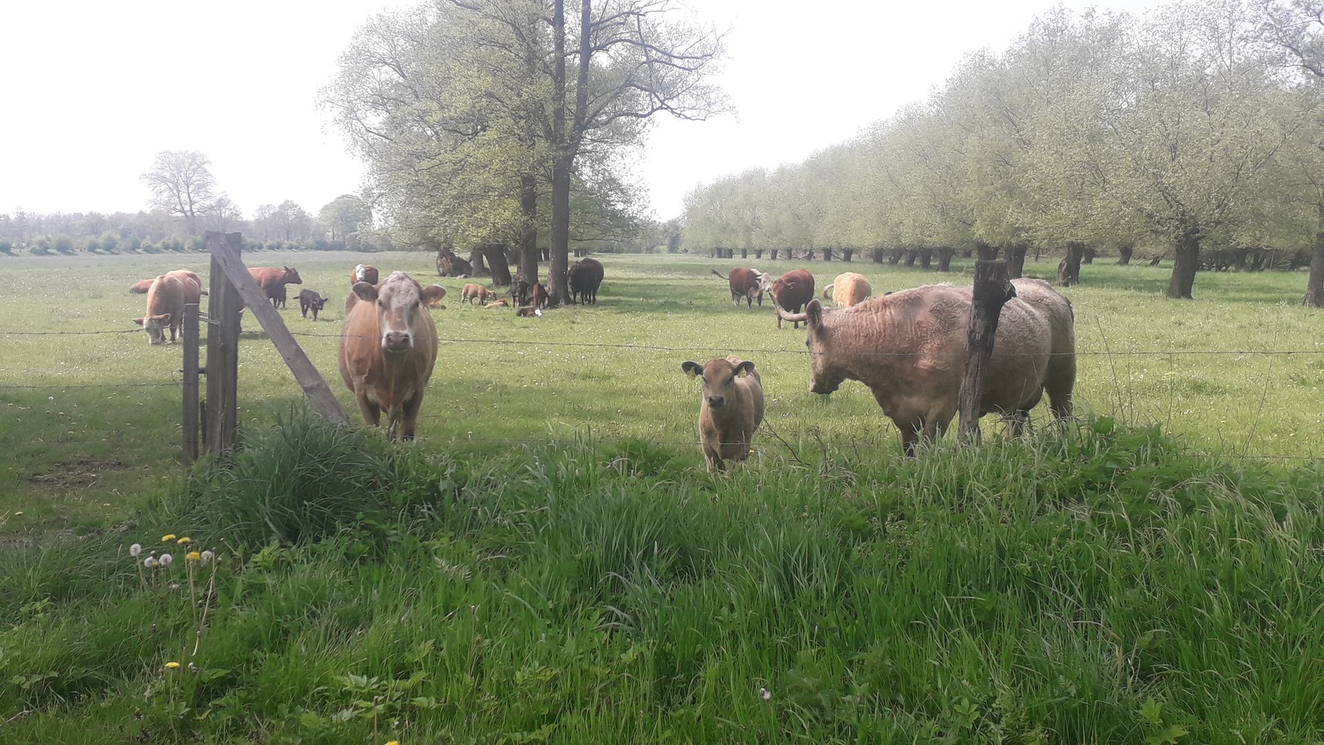 Australian Shepherd Unique Inspiration unsere Natur mit Weidewiese