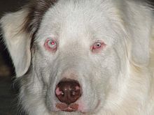 Double Merle Australian Shepherd Linkbild