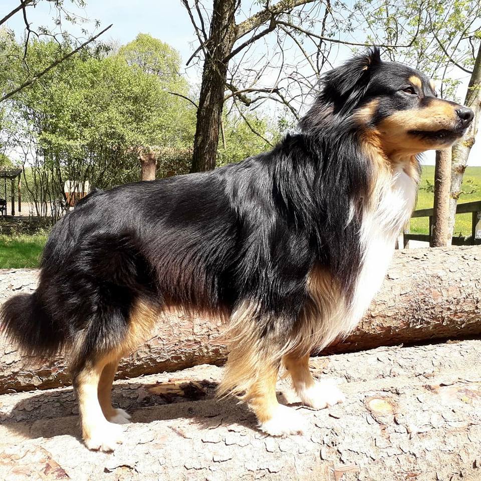 Australian Shepherd Soul of the sea Fascination ID TomTom Australian Shepherd Deckrüde black tri
