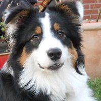 Australian Shepherd Ziel van de zee Sammy