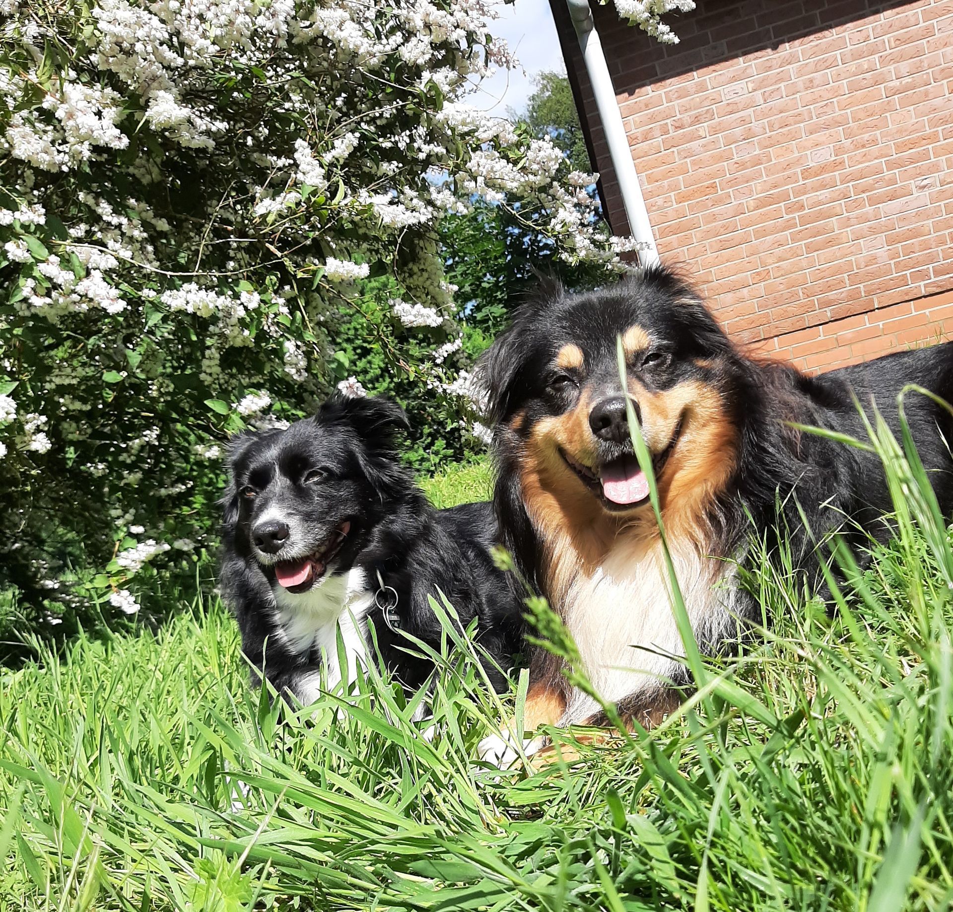 Australian Shepherd, Unique Inspiration, Fascination ID TomTom und  CDF Isi Unique Soul Bonnie