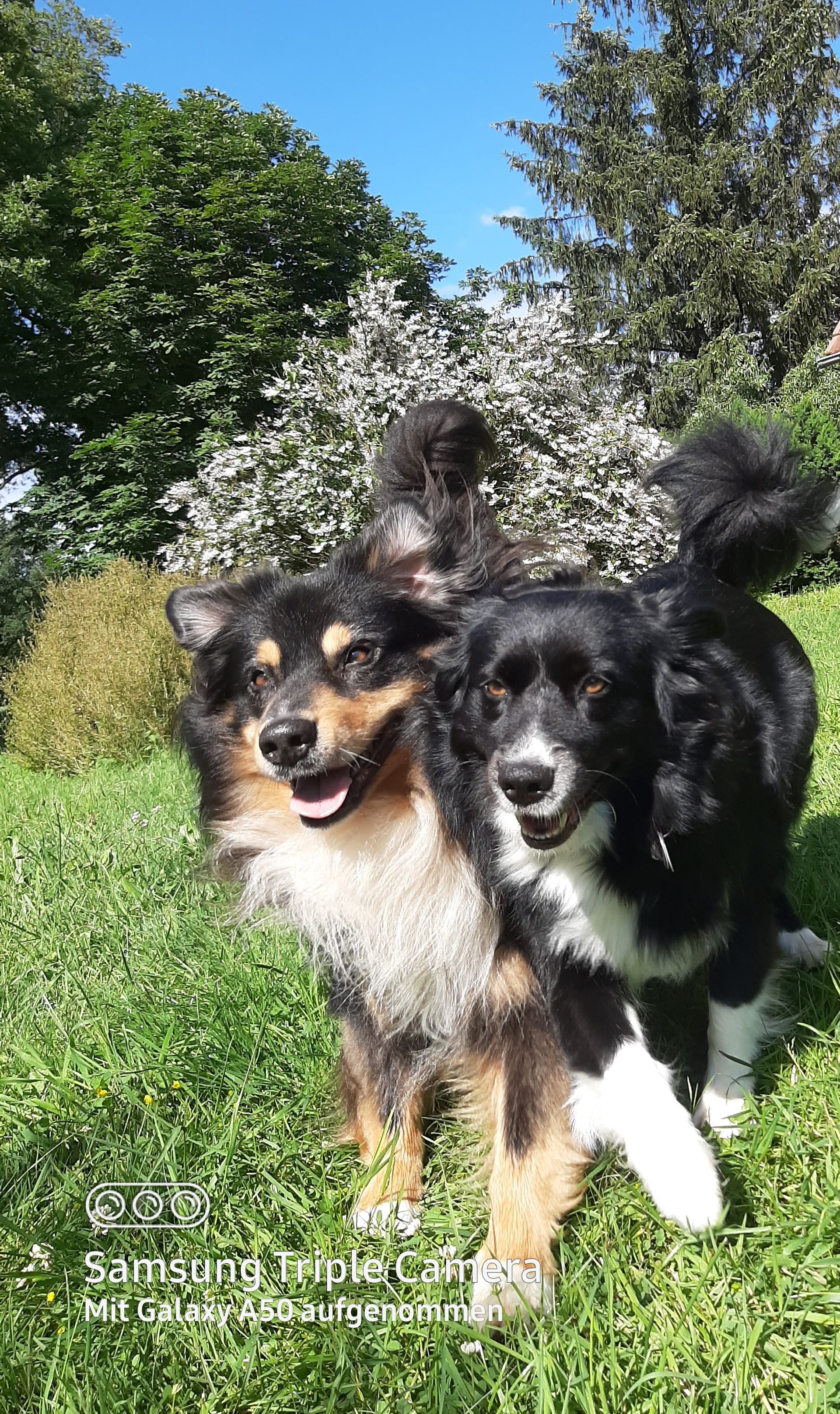 Australian Shepherd, Unique Inspiration, Fascination ID TomTom und  CDF Isi Unique Soul Bonnie