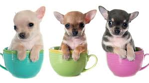 Teacup Dogs - Teetassenhunde . Minihunde