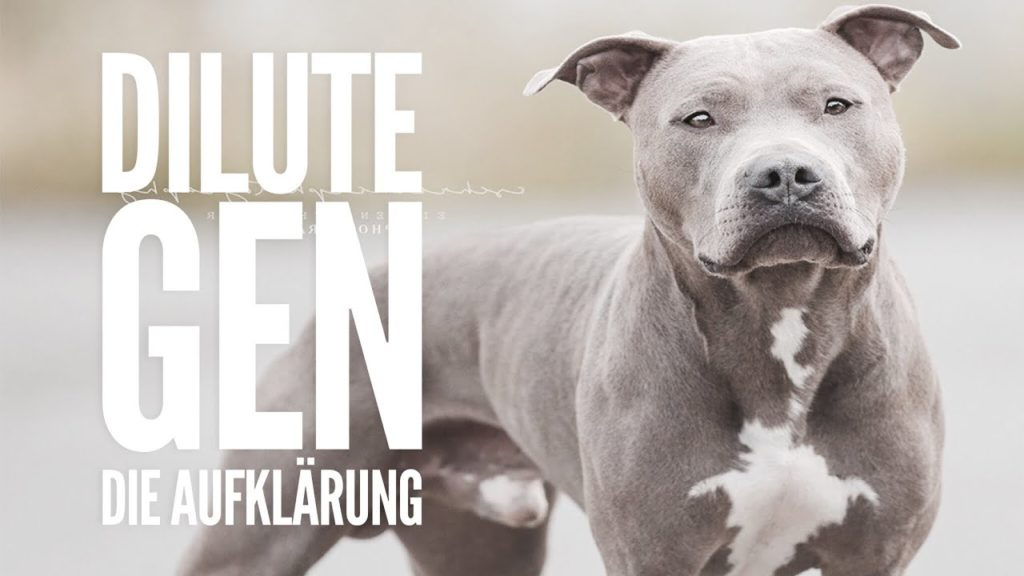 Vitomalia - Dilute Gen beim Hund - Alopecia-CDA