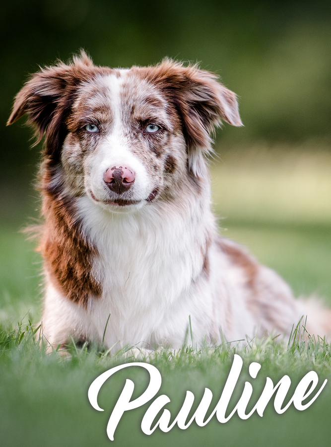 CDF Pauline of Lovestorm Casa de Filler Pauline of Lovestorm