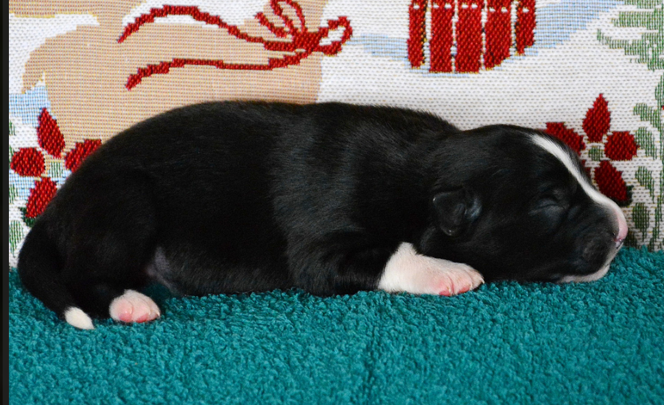 Casa de Filler Isi Unique Soul Bonnie