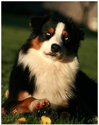 Bet on me skylights Australian Shepherd Bet on me skylights