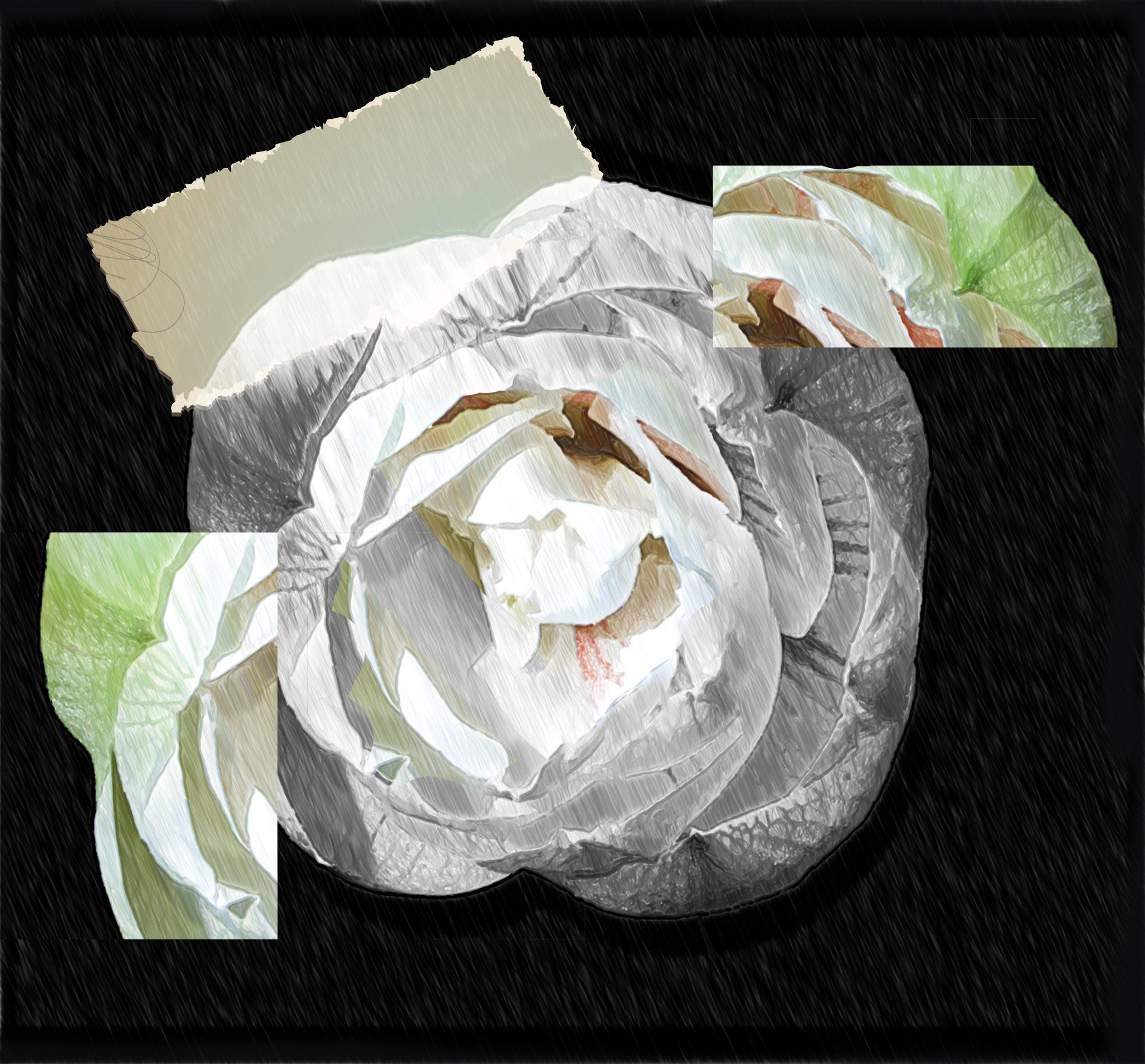 Hortensie Tulpe Mohn Fine Art