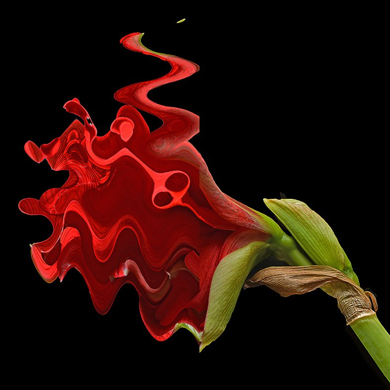 Dancing in the dark Blüte Amaryllis