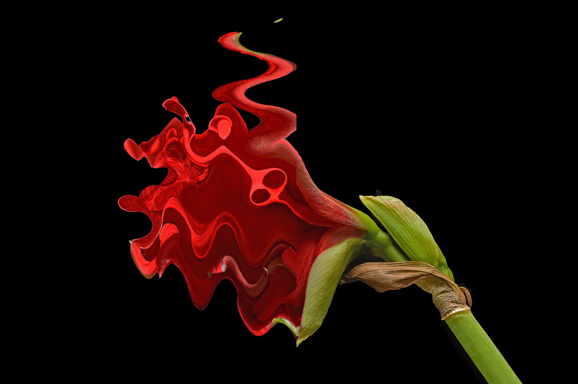 Blumen Amaryllis Fine Art