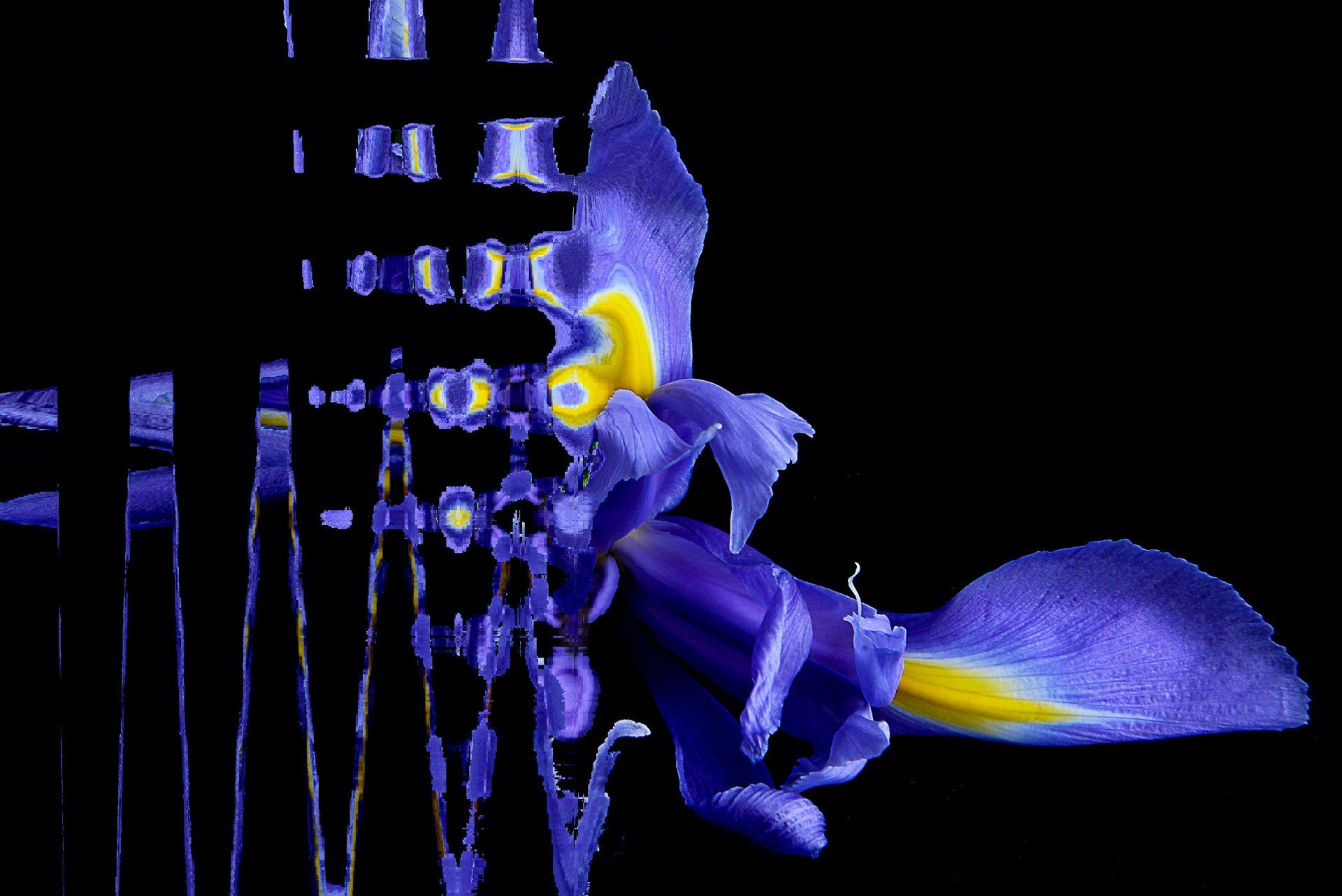 Blumen Iris Fine Art