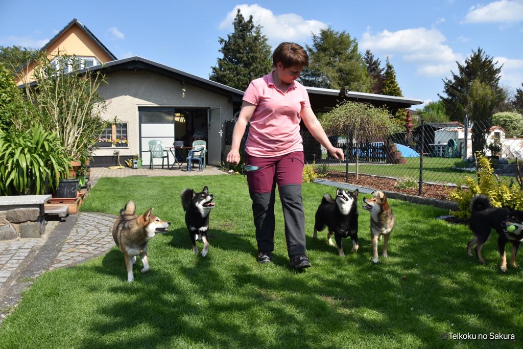 Alle Shiba der Zucht Ninja Shiba im Urlaubs Training