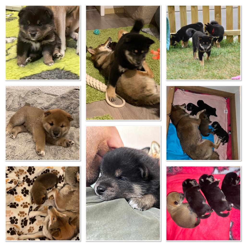 Ninja Shiba Welpen Collage