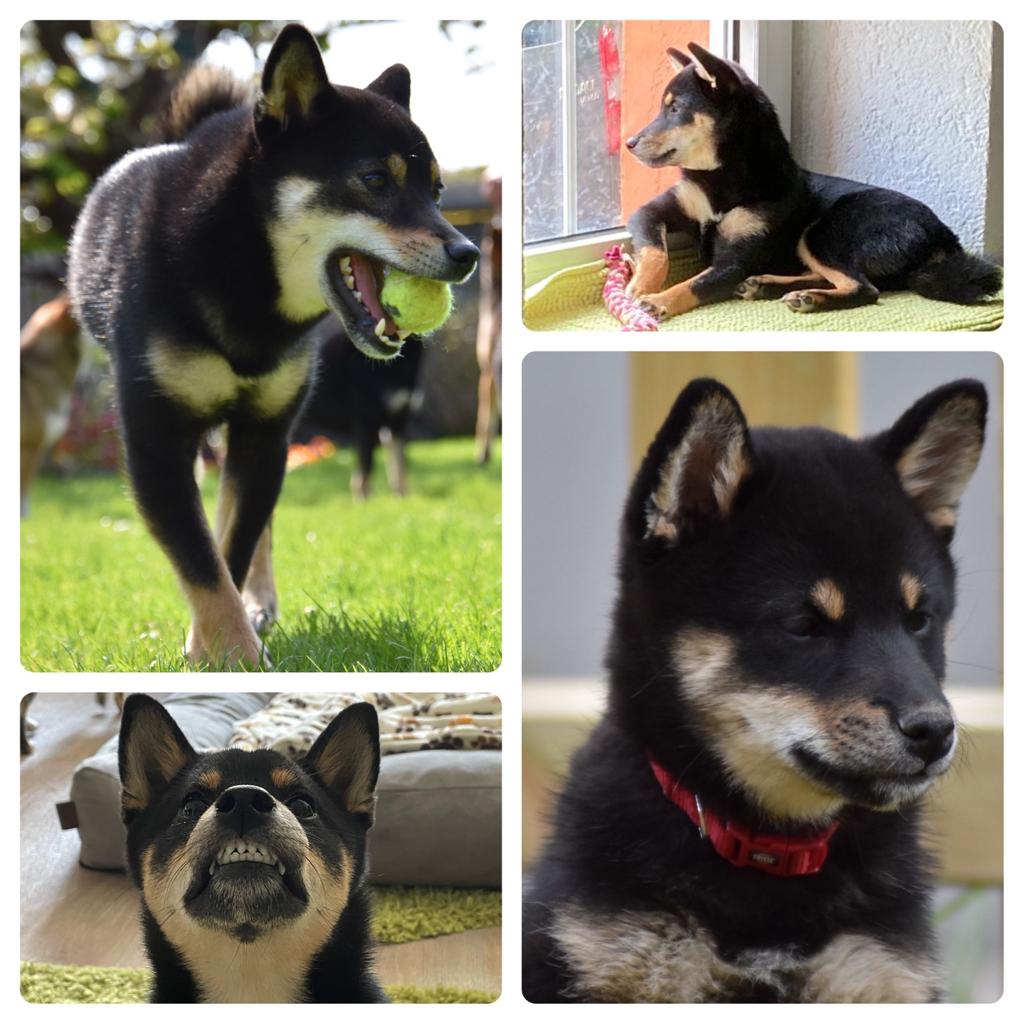 Shiba Inu Braut Ninja Shiba Yumi