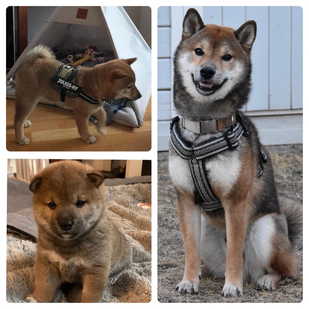 Zucht Rüde Ninja Shiba Hiro