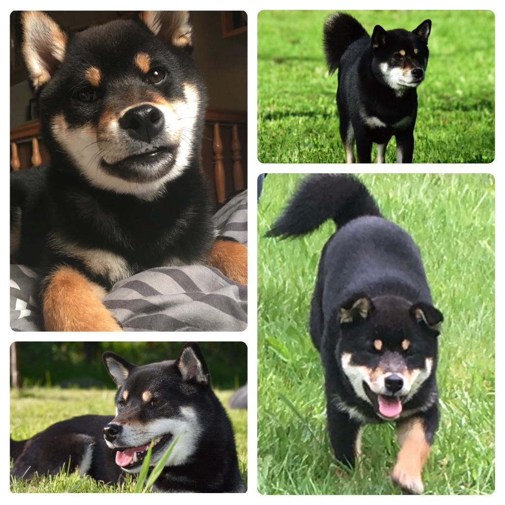 Zucht Rüde Ninja Shiba Hiro