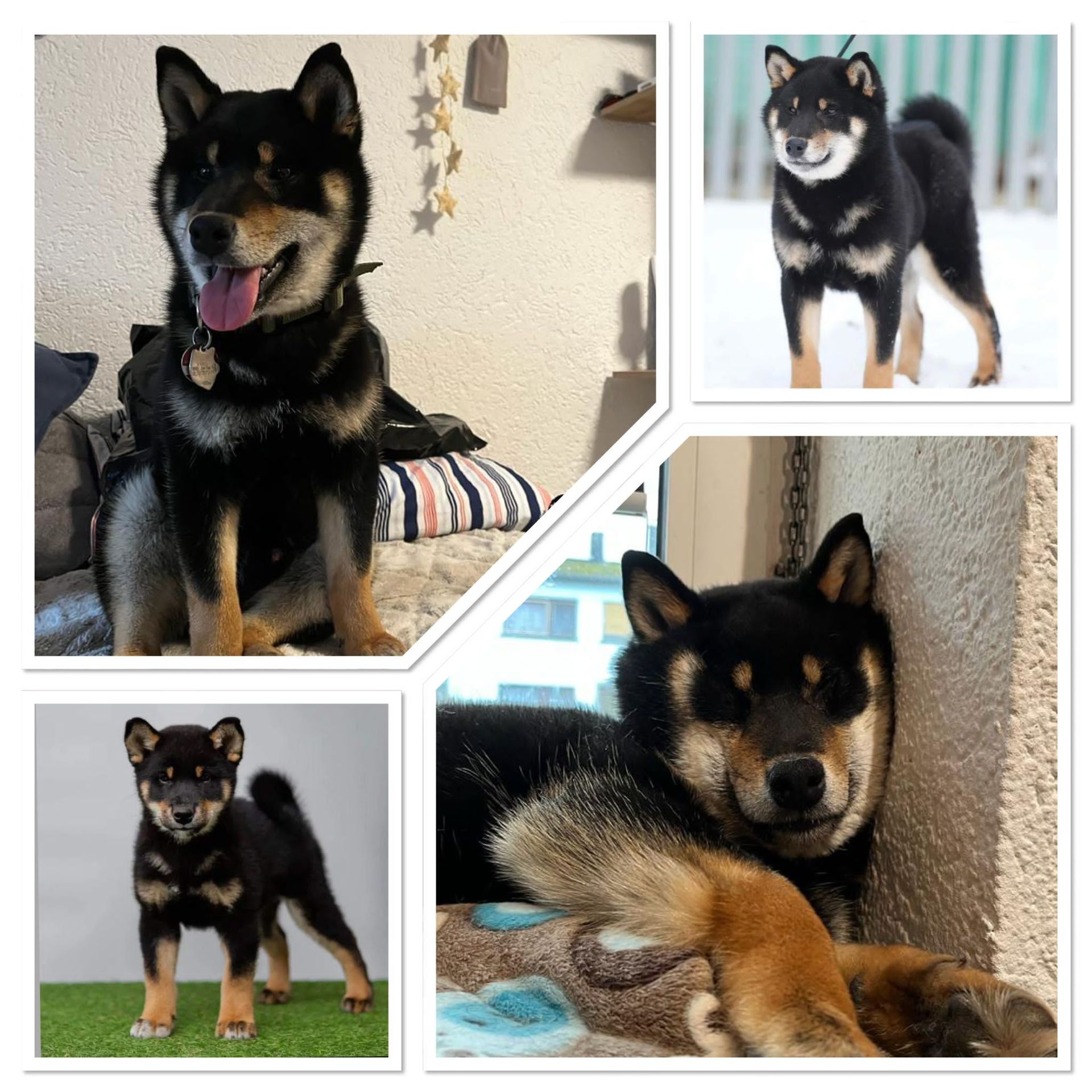 Shiba Inu Bräutigam Ninja Shiba Hiro