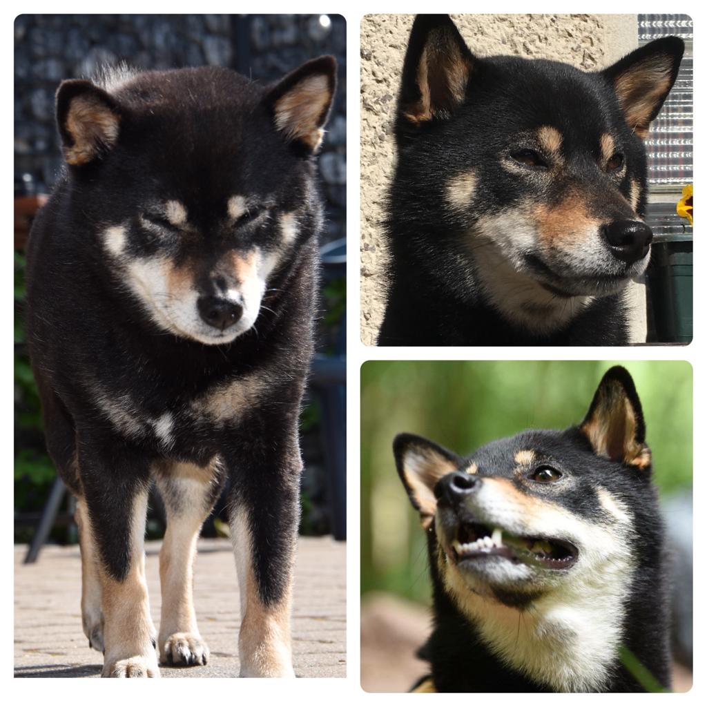 Zucht Hündin Ninja Shiba Ijo