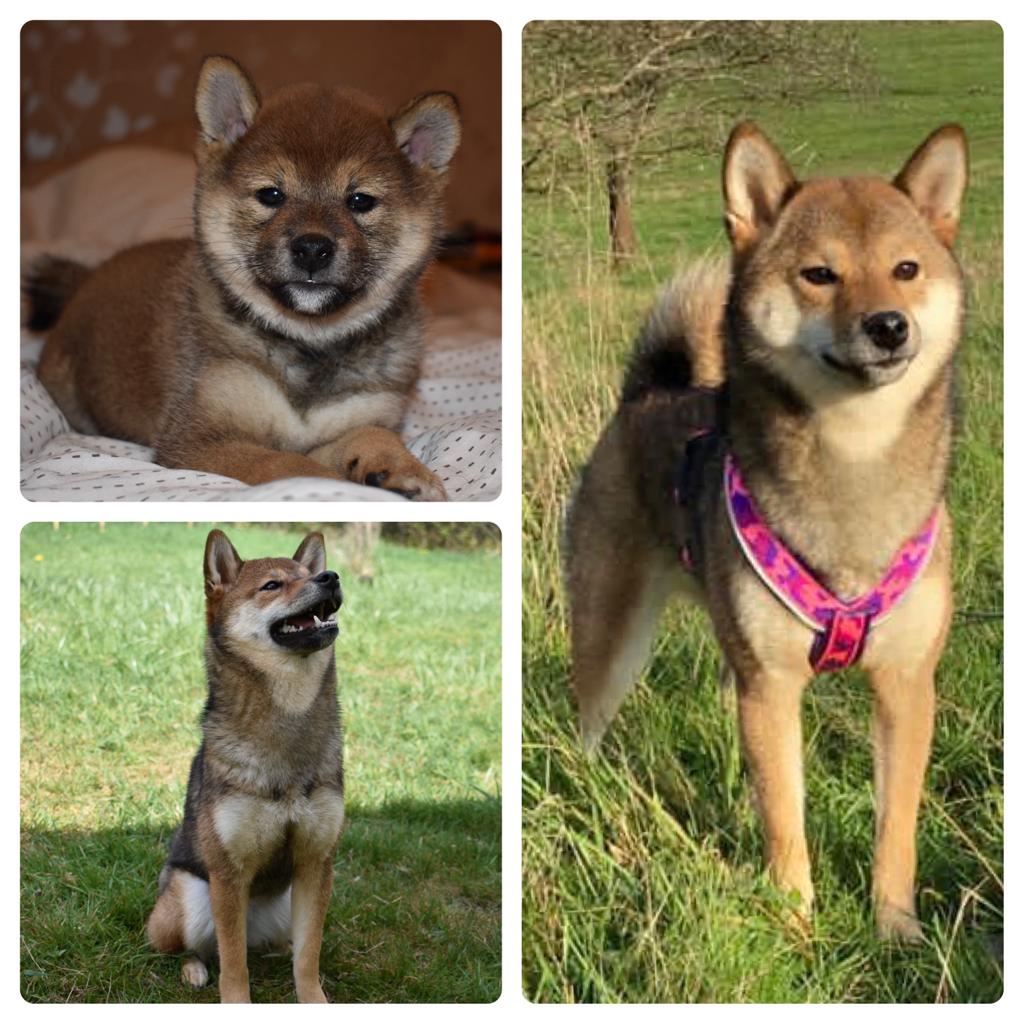 Shiba Inu Braut Ninja Shiba Yumi