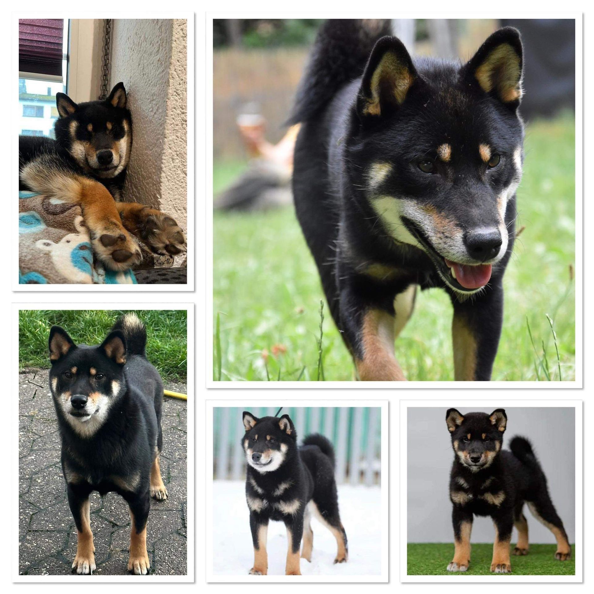 Zucht Rüde Ninja Shiba Dan