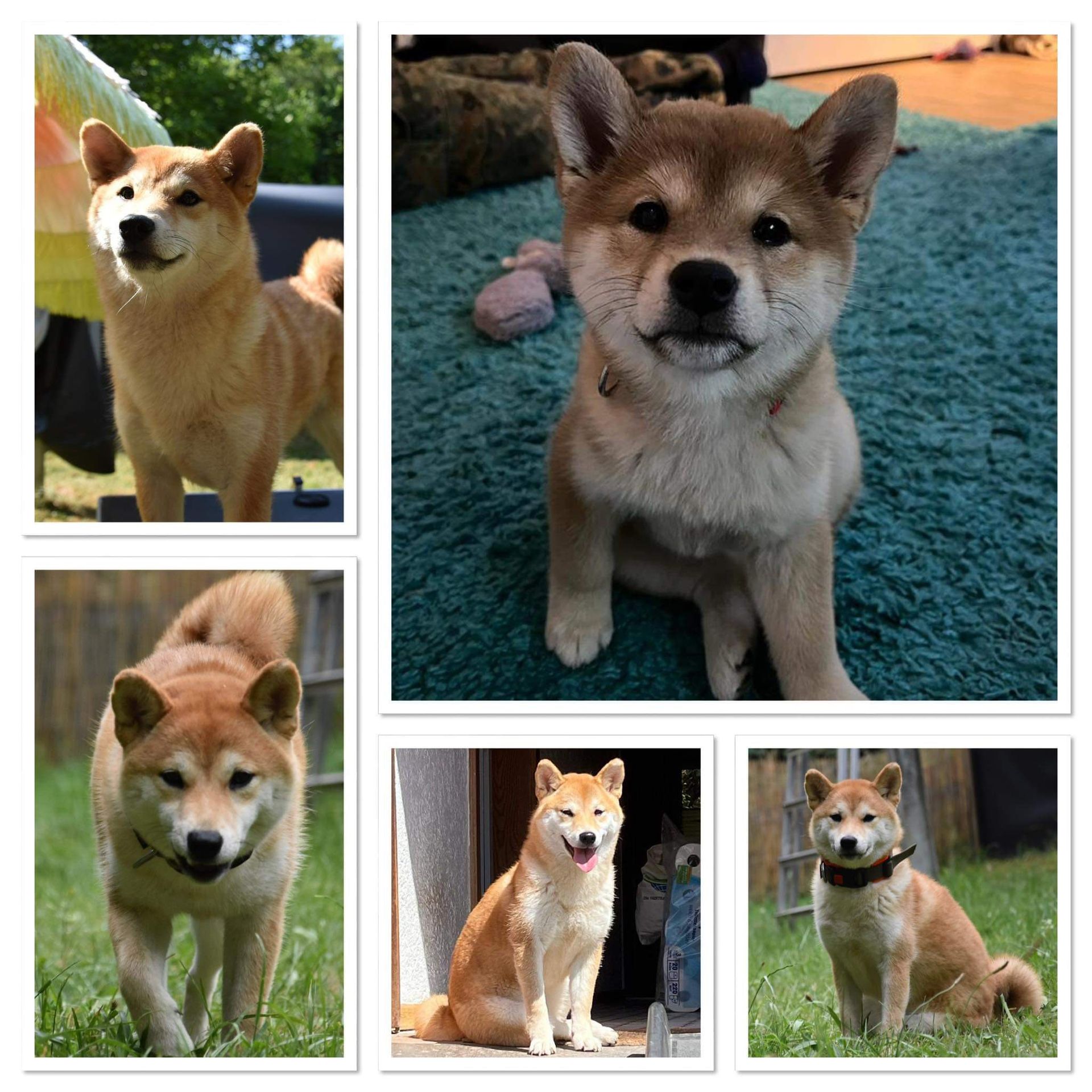 Shiba Inu in der Zucht Ninja Shiba Jyn