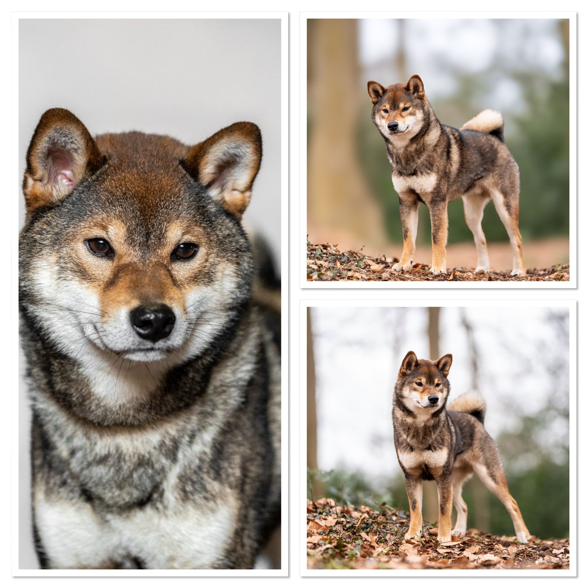 Shiba Inu Bräutigam Ninja Shiba Hiro