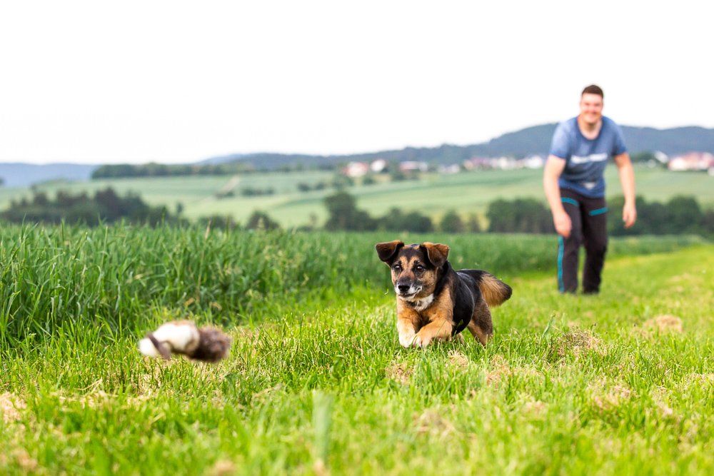 Hund Mensch Apportieren Hundeschule