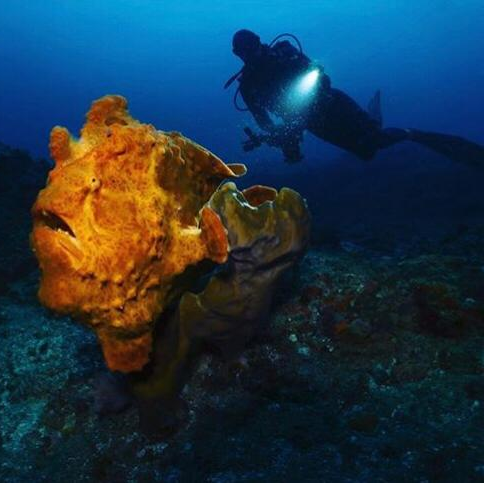 Plongée sous marine Mozambique