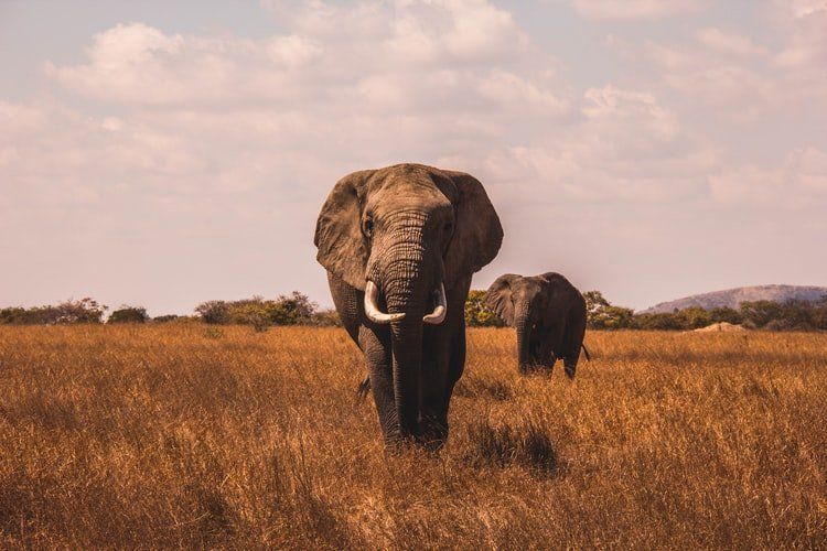 éléphant dans la savane