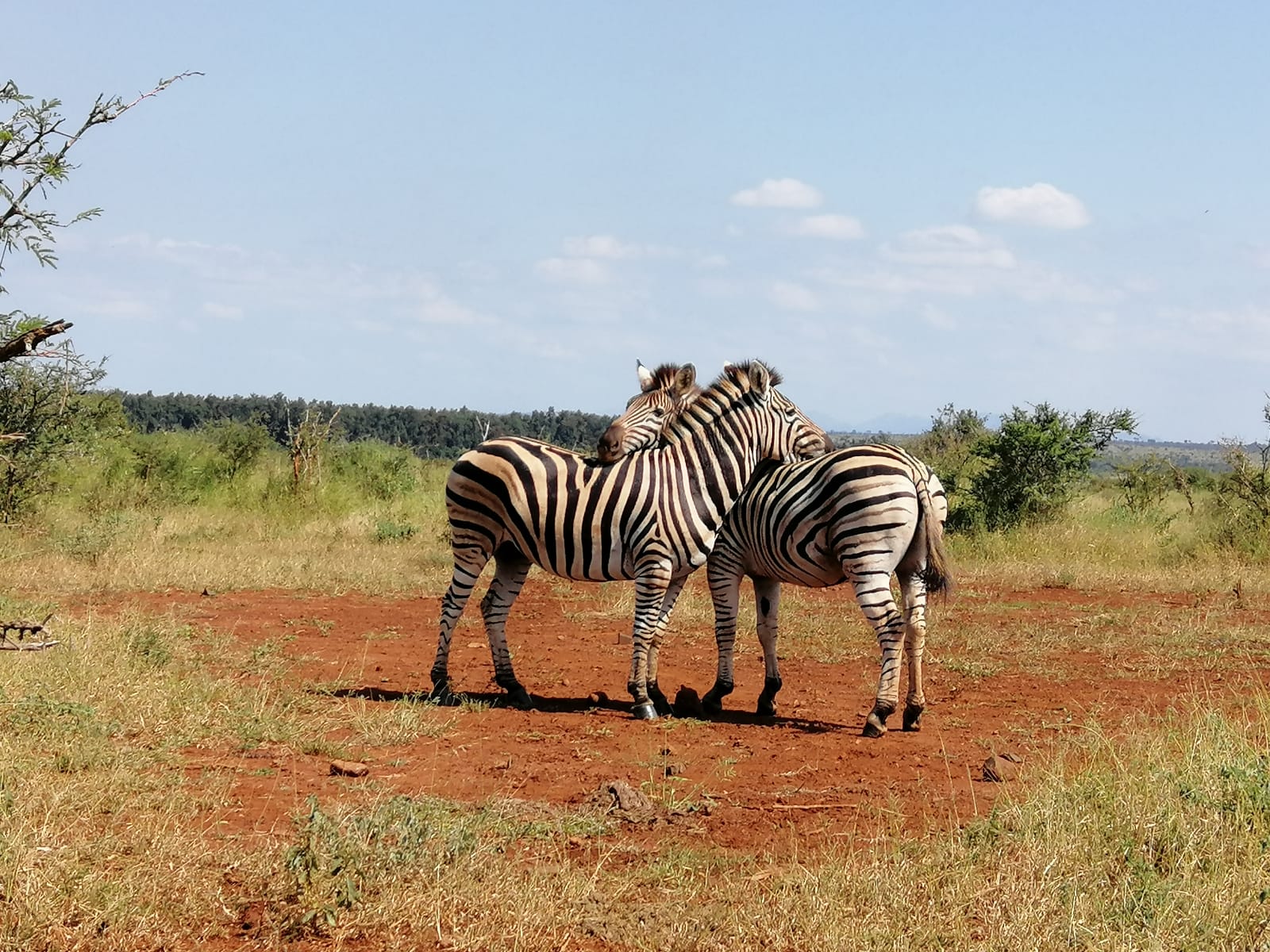 Zèbres Afrique du sud